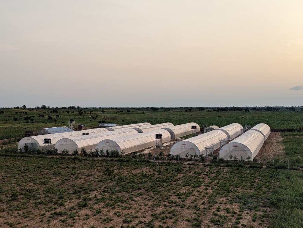 The farm from the air: greenhouse tunnels alongside open beds and field crops