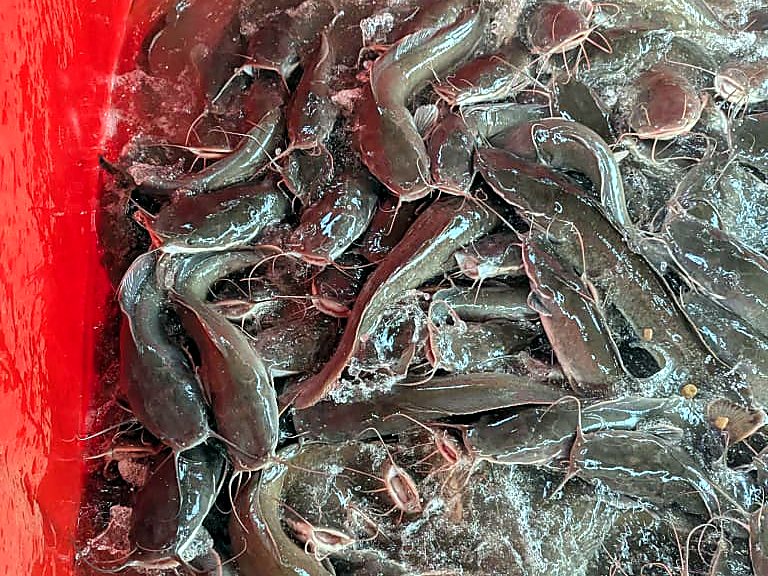 Catfish harvested from one of the tanks