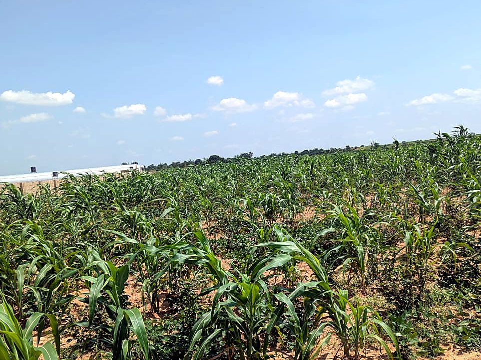 Maize growing in the open field