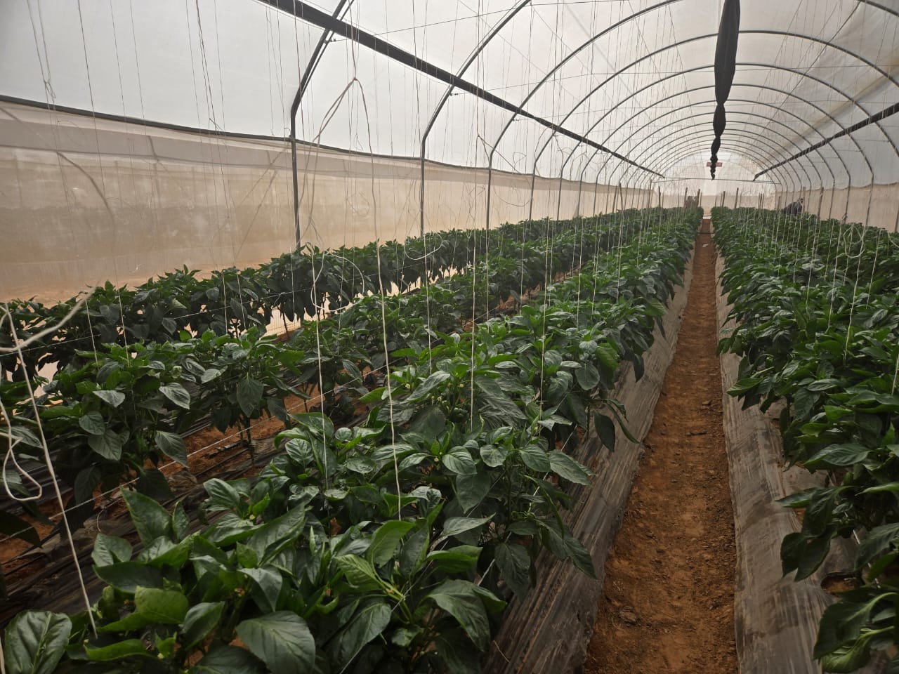 Bell pepper plants carrying fruit, trained up lines inside the greenhouse