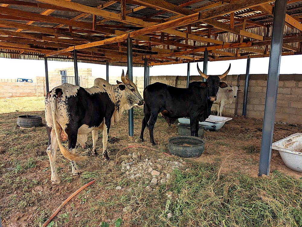 Cattle feeding under the open-sided shed