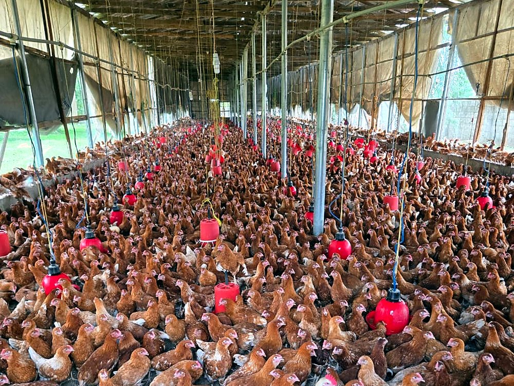 Layers on deep litter in the open sided poultry house