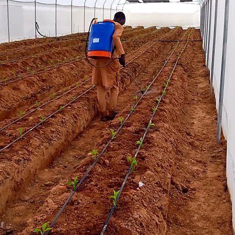 Treating the beds ahead of planting