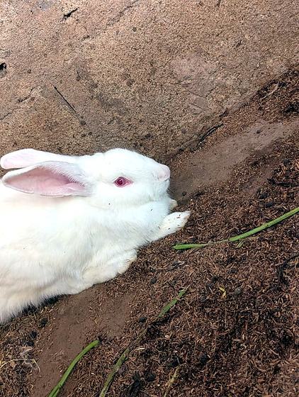 One of the rabbits in the run