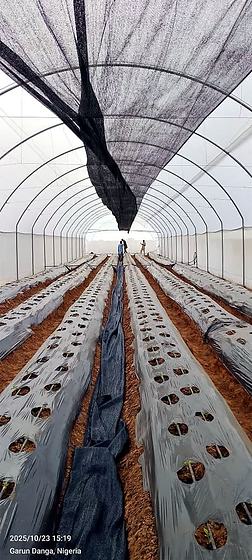 Beds ready for planting