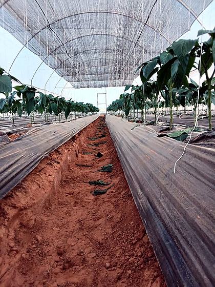 Pepper rows down the tunnel