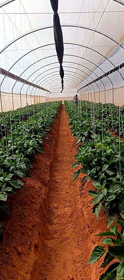 Walking the pepper rows