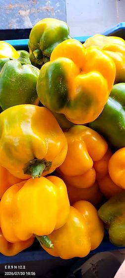 Bell peppers, just picked