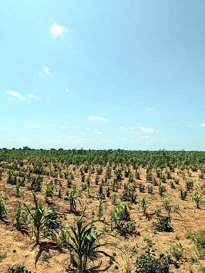 Maize coming up