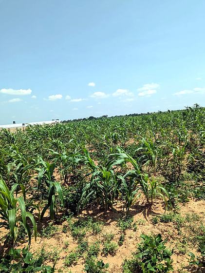 The maize field in the rains