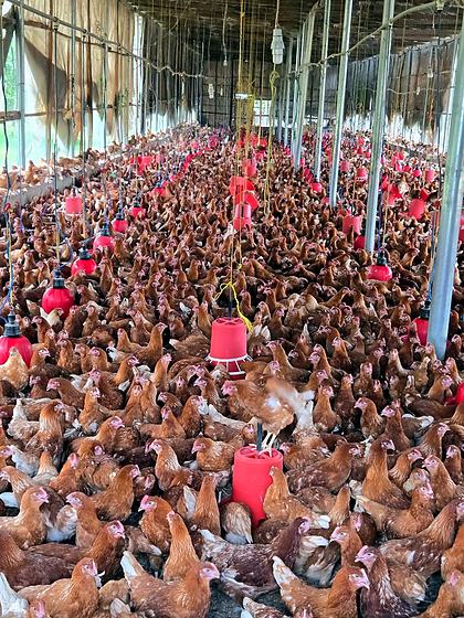 Inside the poultry house