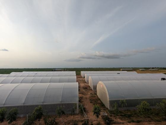 The line of greenhouse tunnels