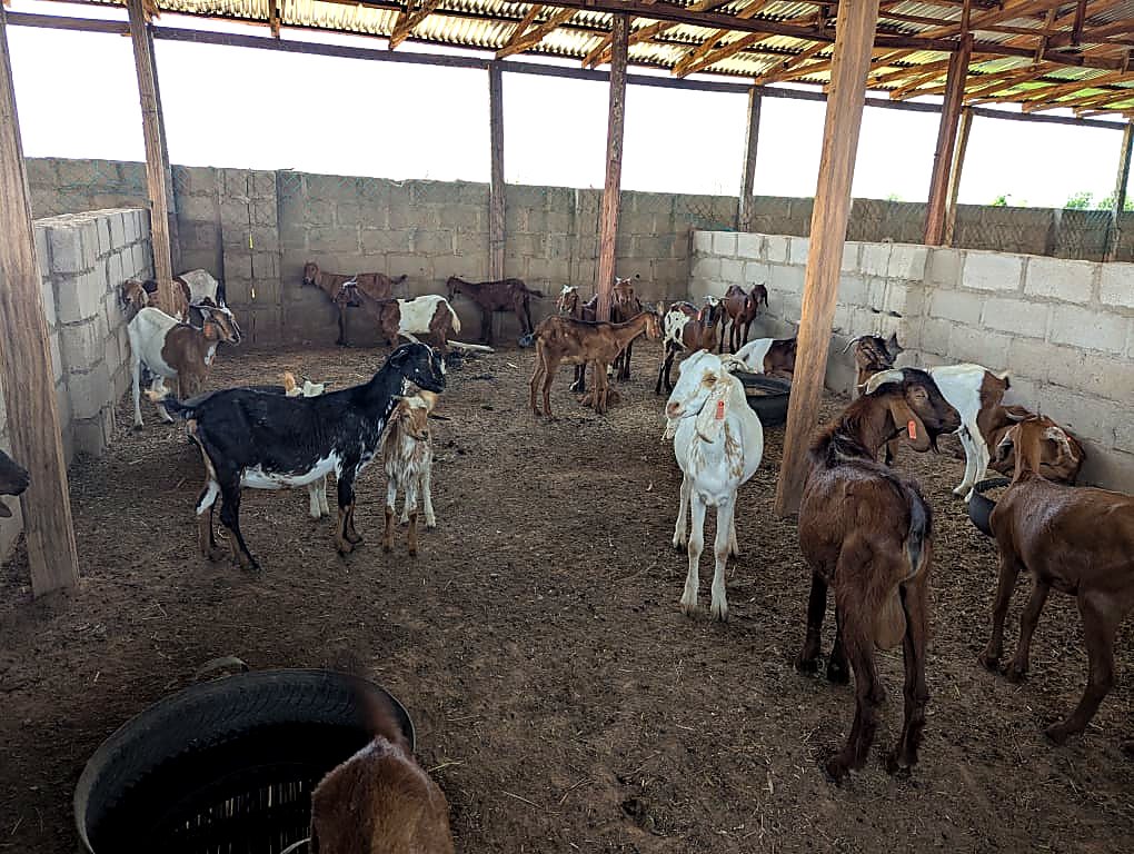 Goats in the pen at feeding time