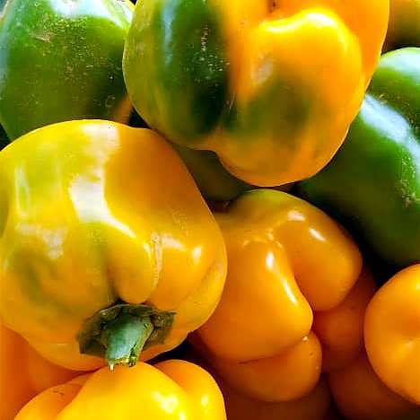 Bell peppers from the morning pick