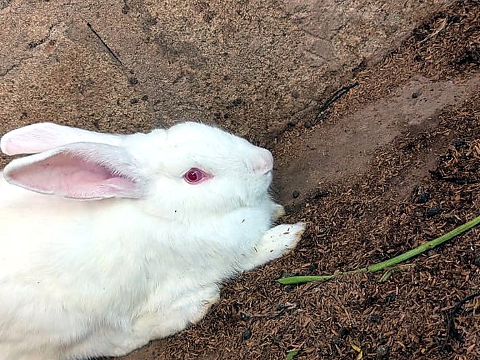 One of the rabbits on the farm