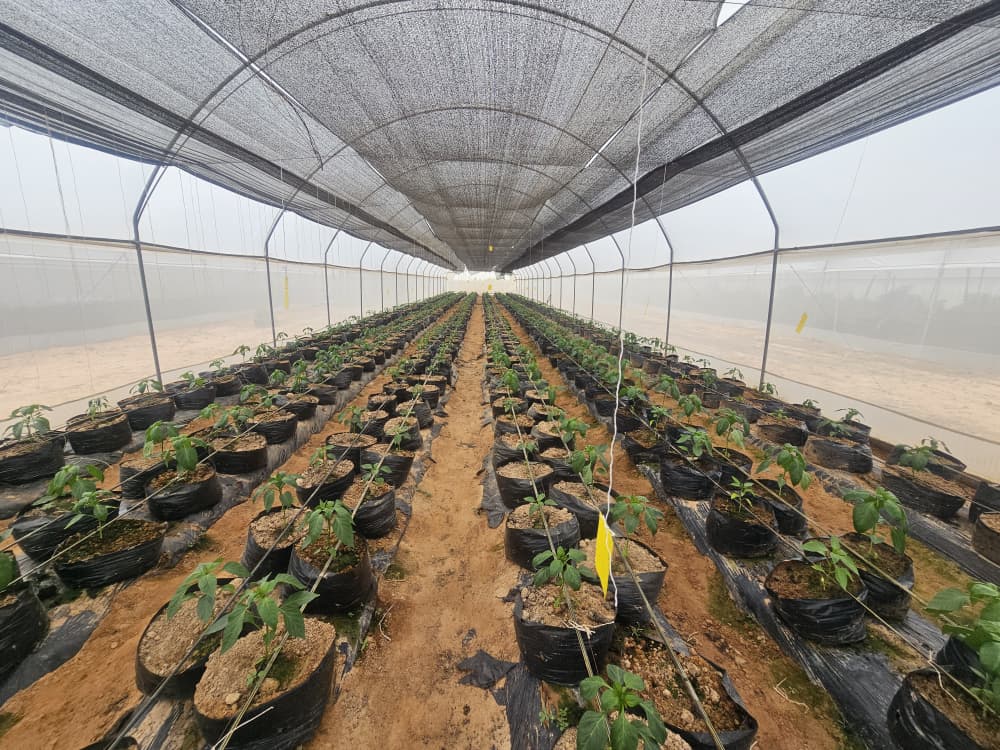 Inside a greenhouse tunnel, beds prepared for the next planting