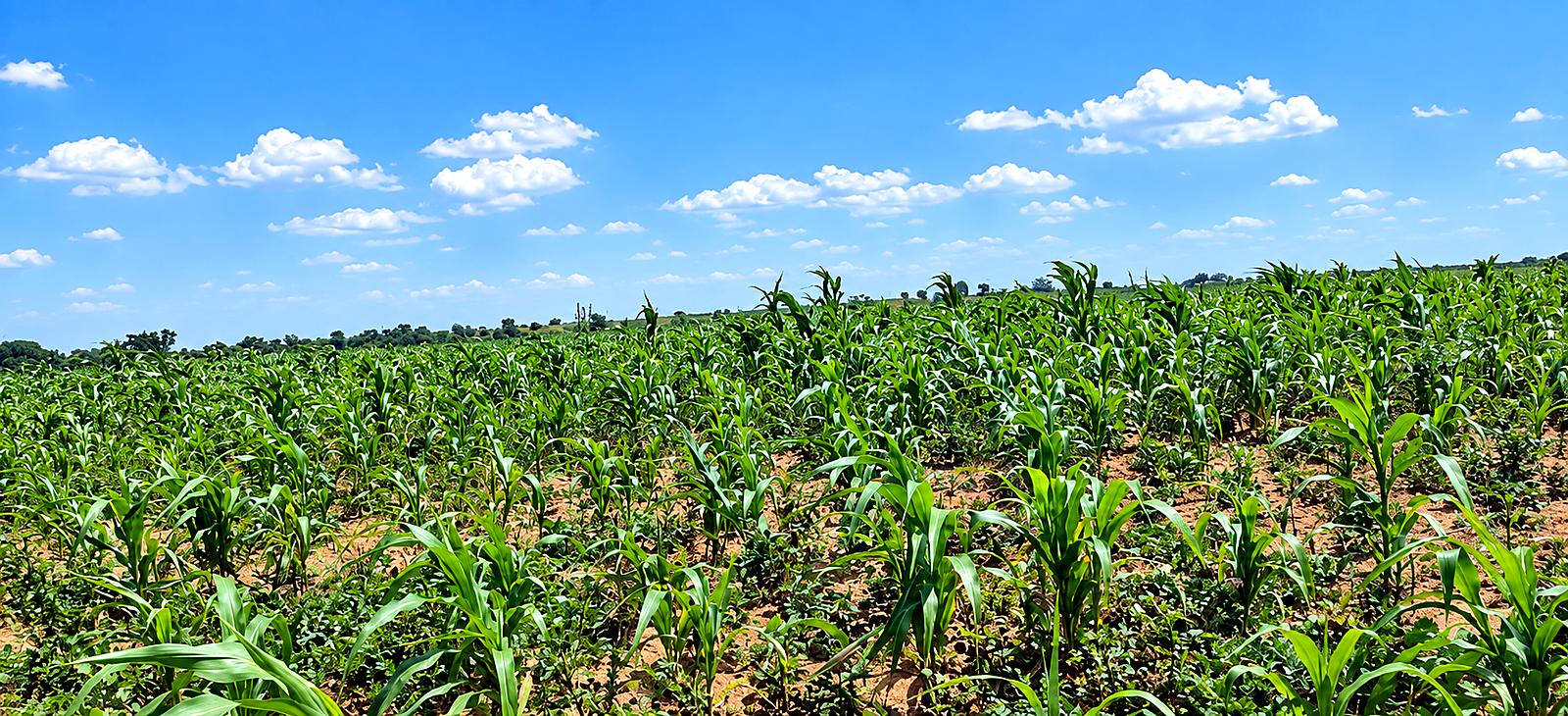 Young maize standing in rows across the farm at Kumbo, under an open sky