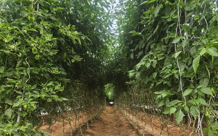 Pepper rows running the length of the greenhouse